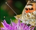 Papillons_26