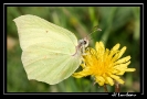 Papillons_27