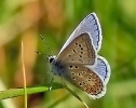 Papillons_28