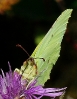 Papillons_2