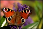 papillons_2