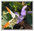 Papillons_30
