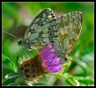  Papillons