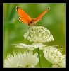 Papillons_32