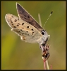 Papillons_33
