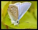 Papillons_34
