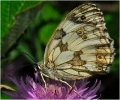 Papillons_35