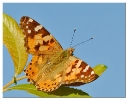 Papillons_36