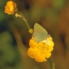 Papillons_37