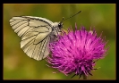 Papillons_38