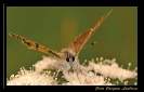 Papillons_3
