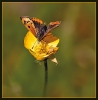Papillons_40