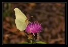 Papillons_42