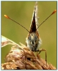 Papillons_43