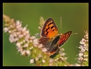 Papillons_44