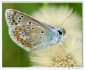 Papillons_45