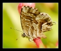 Papillons_46