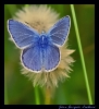 Papillons_47