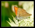 Papillons_48