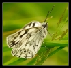 Papillons_49