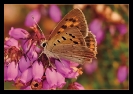 Papillons_4