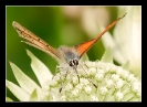 Papillons_50