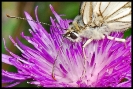 Papillons_51