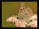 Papillons_52