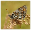 Papillons_53