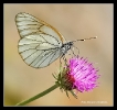 Papillons_54