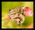 Papillons_55