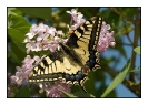 Papillons_56