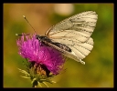 Papillons_57