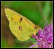 Papillons_58