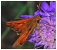 Papillons_59