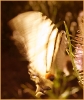 Papillons_5