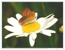 Papillons_60