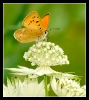 Papillons_62