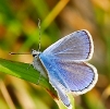 Papillons_63