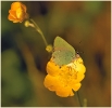 Papillons_64