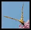 Papillons_65