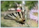 Papillons_66
