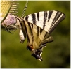 Papillons_67