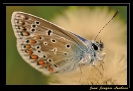 Papillons_68