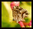 Papillons_69