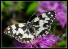 Papillons_70