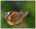 Papillons_71