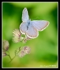 Papillons_72