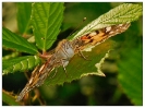 Papillons_73
