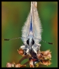 Papillons_74